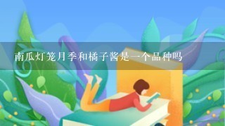 南瓜灯笼月季和橘子酱是一个品种吗