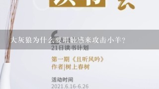 大灰狼为什么要用触感来攻击小羊?